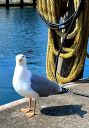 Filename=wa225_28229.jpg
Filesize=421KiB
Dimensions=910x1300
Date added=Jun 01, 2025 wa225_28229.jpg